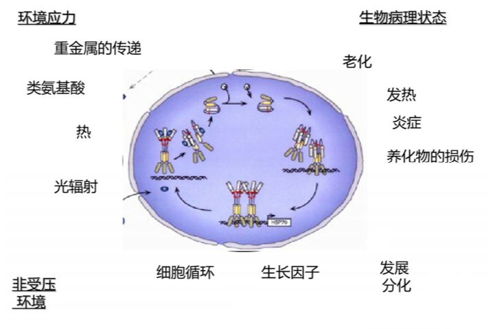 酵母菌——神奇发酵力量