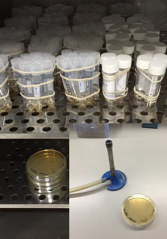 酵母菌——神奇发酵力量(图2)