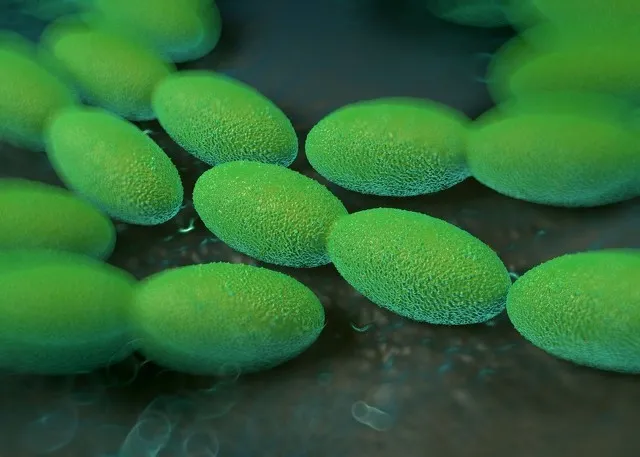 酵素菌种入门:让你“吃醋”的醋酸菌!(图2)