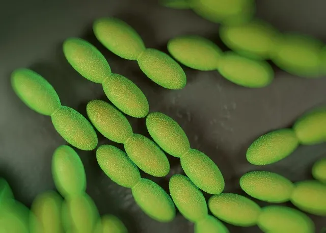 酵素菌种入门:让你“吃醋”的醋酸菌!(图3)