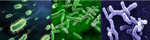 歧杆菌你了解吗？(图1)