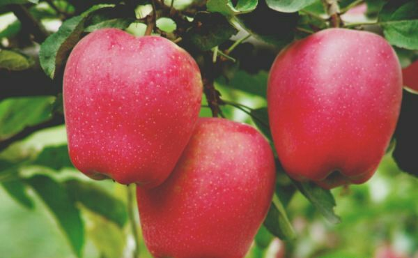 你真的了解苹果吗？(图1)